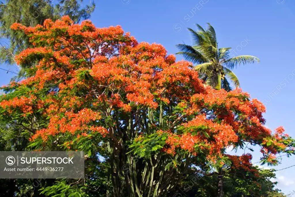 Flame Tree, Flamboyant, Royal Poinciana, nobody, Mauritius, Africa