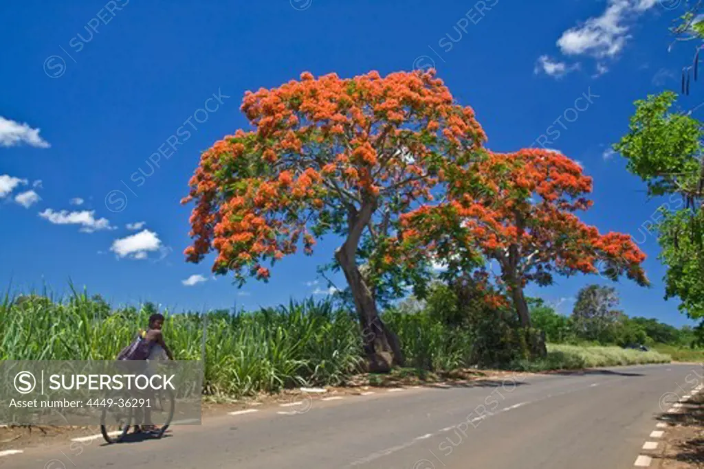 Flame Tree, Flamboyant, Royal Poinciana, sugar cane fields, 2 local people on bicycle, Mauritius, Africa