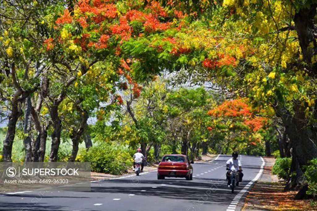 Tree Alley with Flamboyant, Royal Poinciana, and Lamburnum trees with yellow flowers, Mauritius, Africa