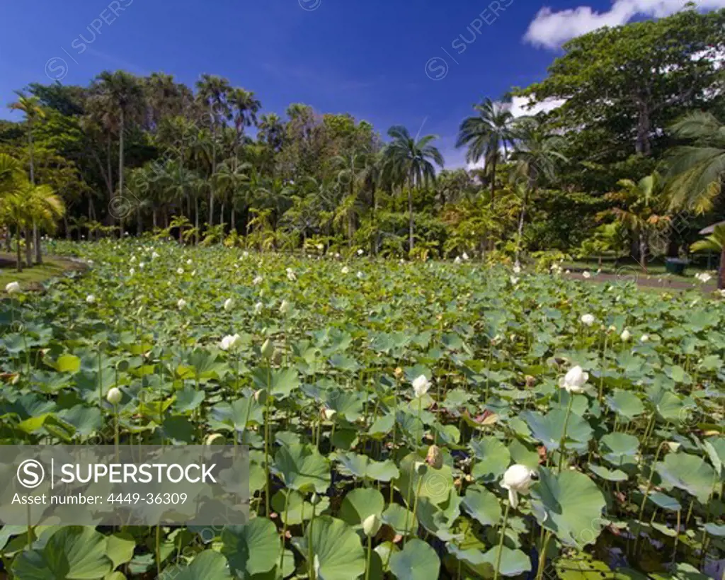 Nymphea Lotus flower tank in Sir Seewoosagur Ramgoolam Royal Botanical Garden of Pamplemousses, Mauritius, Africa
