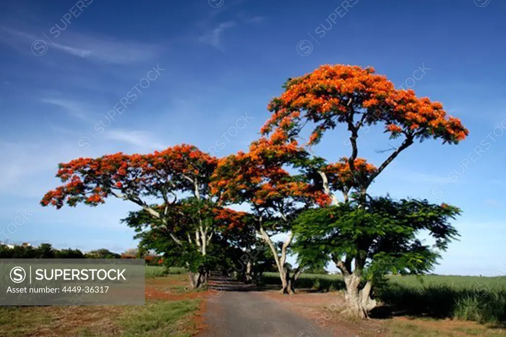 Flame Tree, Flamboyant, Royal Poinciana, lonely street, nobody, Mauritius, Africa