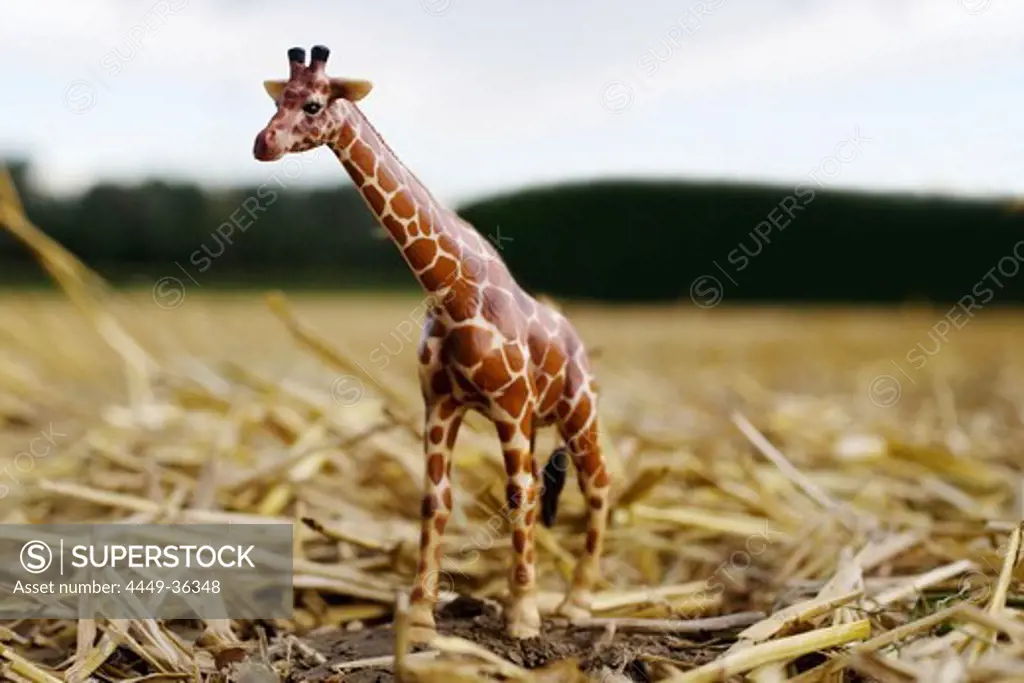 Toy giraffe standing on straw