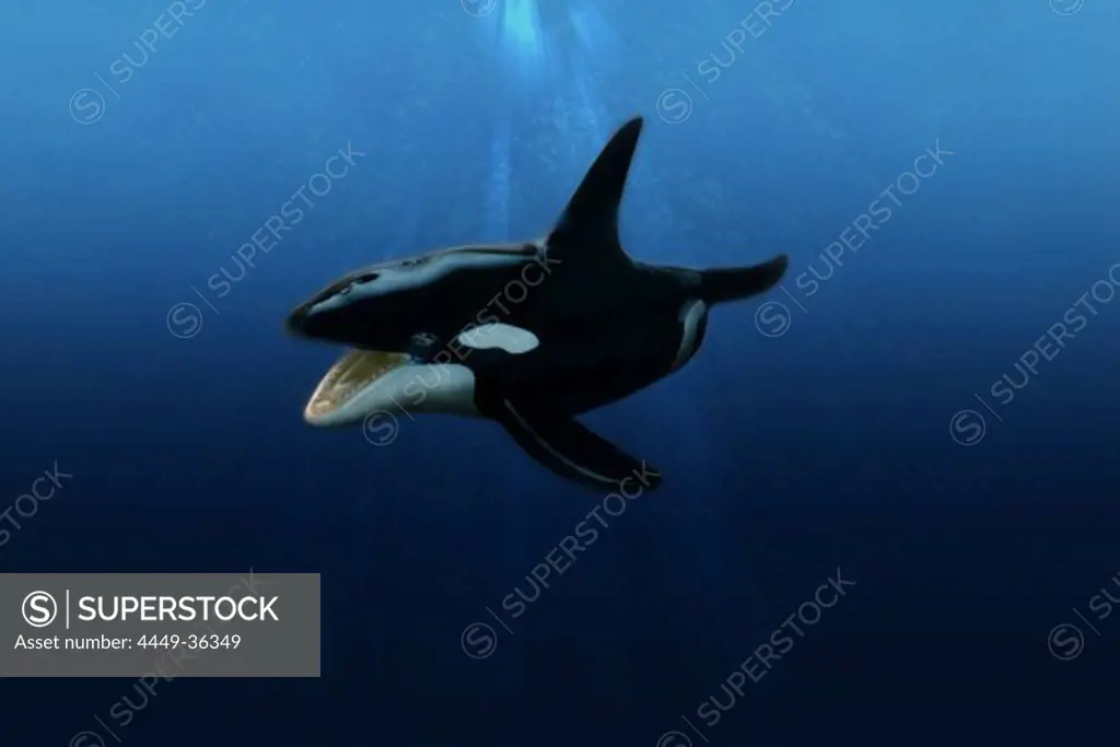 Toy orca under water