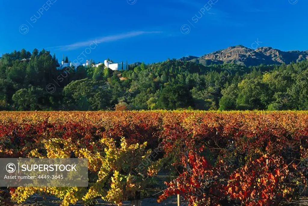 View at Sterling vineyards in the sunlight, Napa Valley, California, USA, America