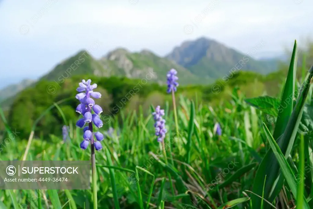 Meadow with grape hyacinths and Resegone di Lecco out of focus in the background, Resegone di Lecco, lake Como, Lago di Como, Lombardy, Italy