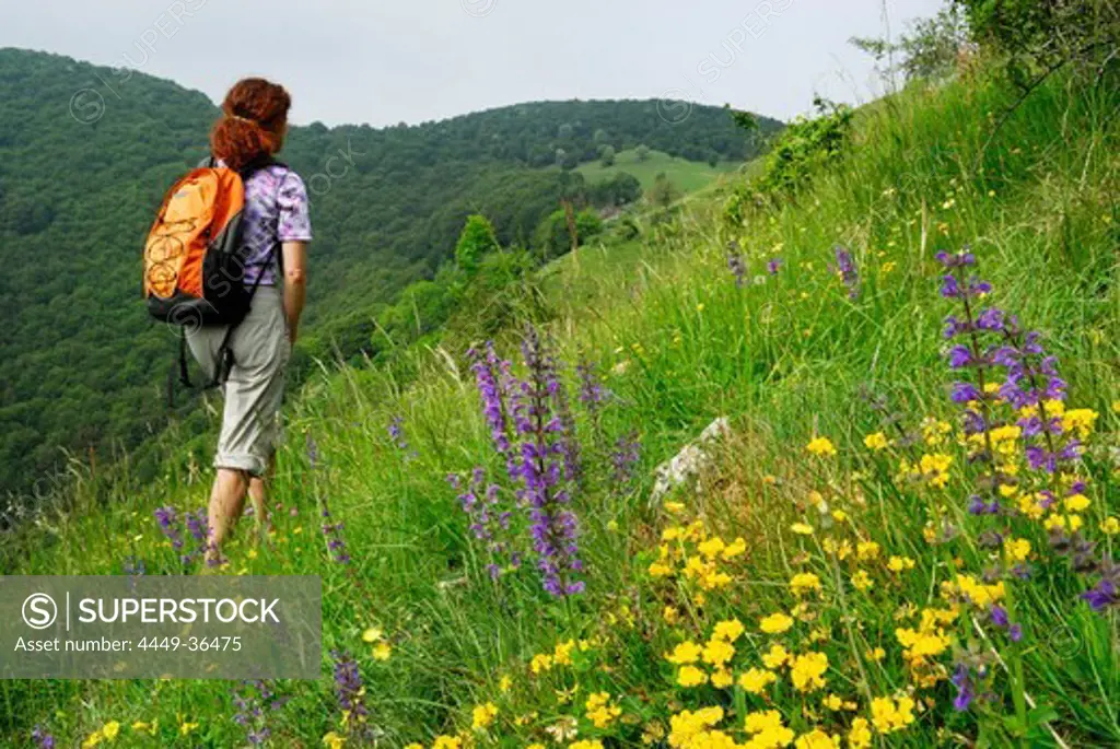 Woman walking through a meadow full of flowers, Monte Generoso, valley of Muggio, Ticino, Switzerland