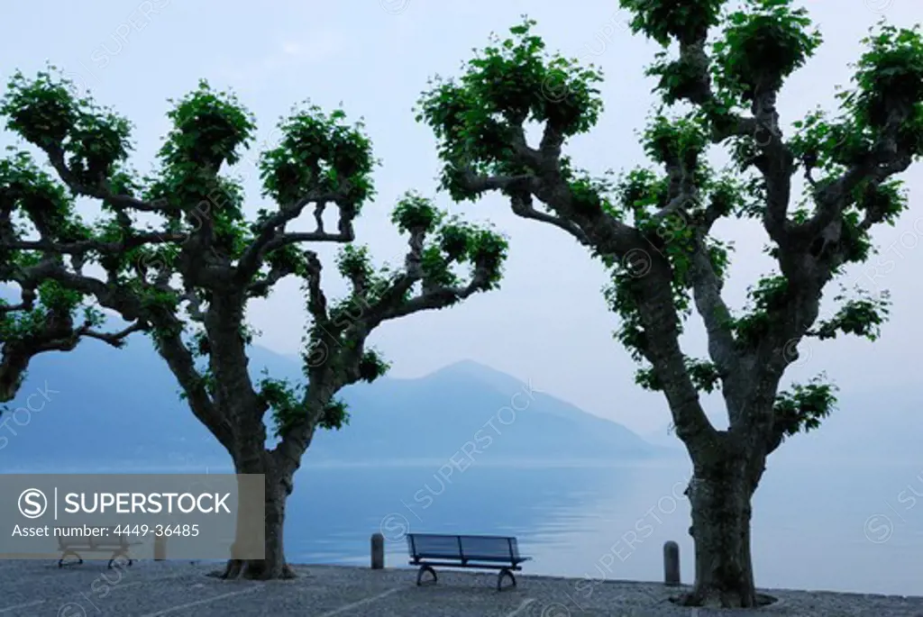 Benches under big sycamore trees with view towards lake Maggiore, Ascona, lake Maggiore, Lago Maggiore, Ticino, Switzerland