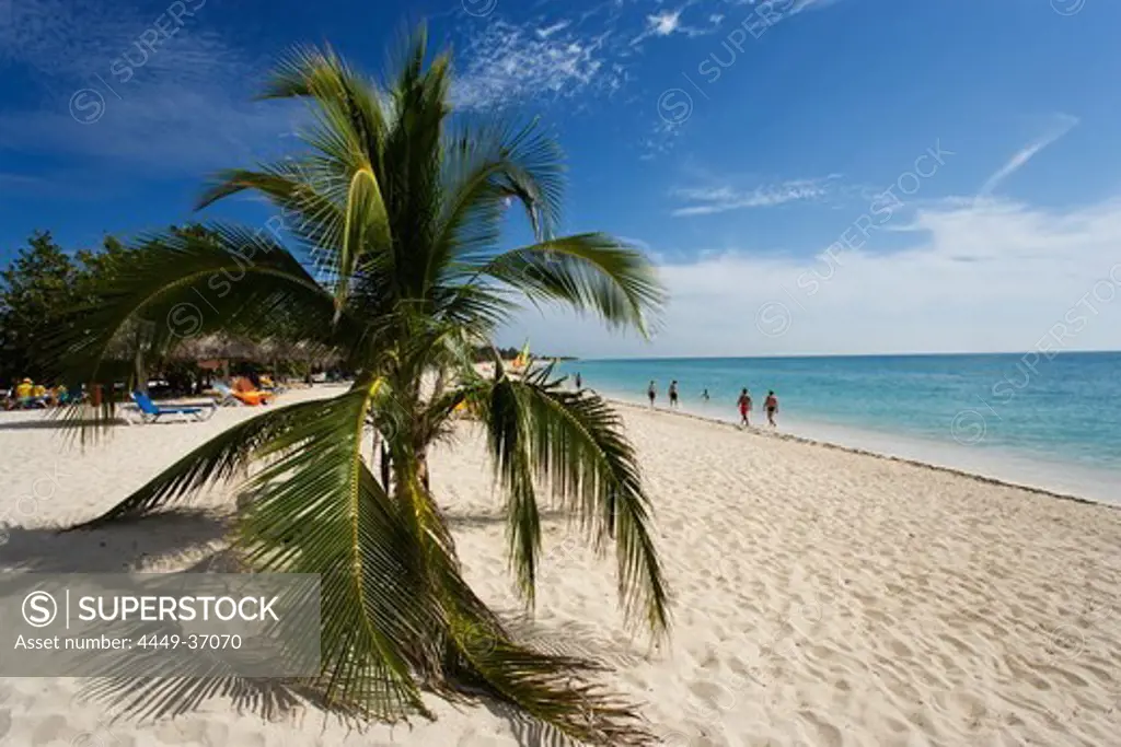 Palm tree at Playa Ancon, Trinidad, Sancti Spiritus, Cuba, West Indies
