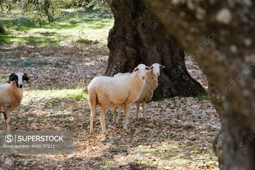 Sheep in the shade of olive trees, Zakynthos, Ionian islands, Greece, Europe
