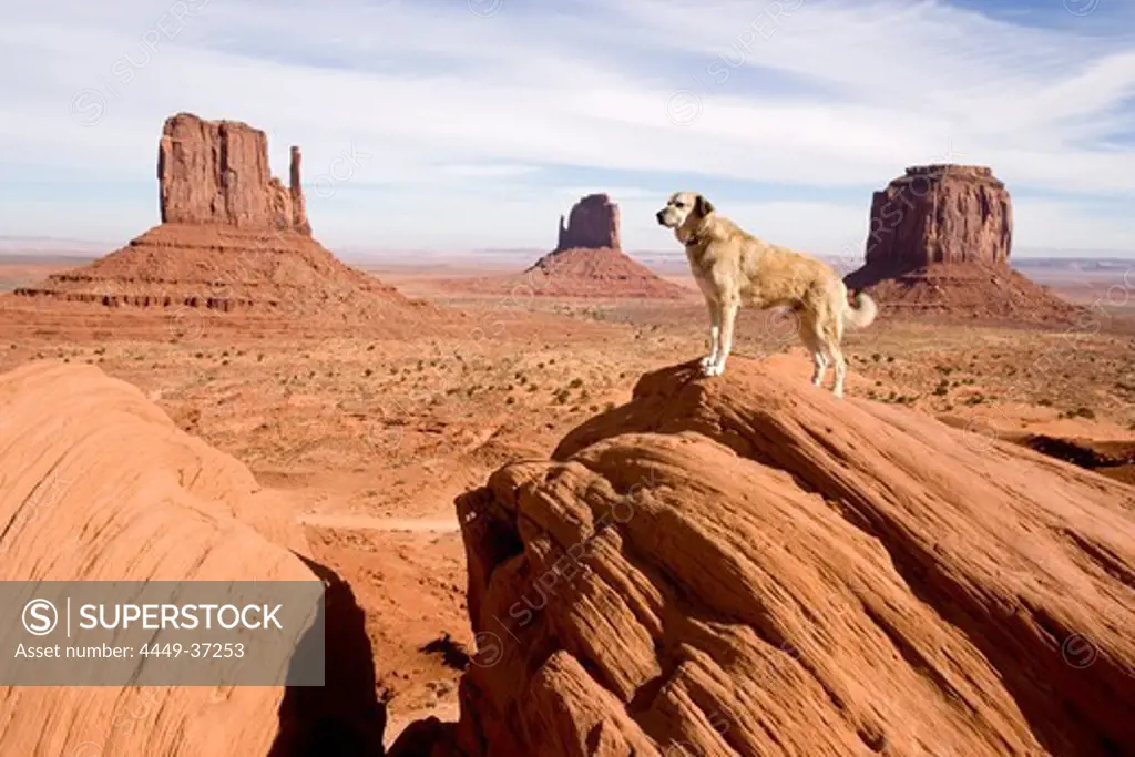 Dog standing on a rock in the Monument Valley, Anatolian Shepherd, Kangal, Monument Valley, Arizona, USA