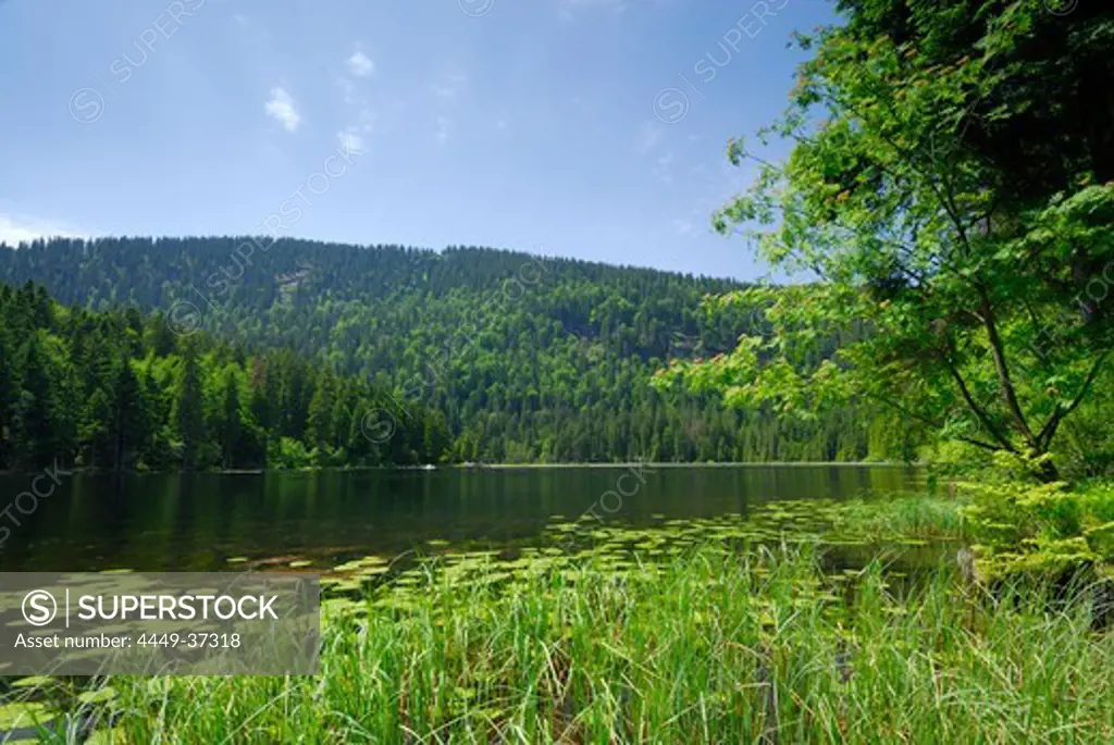 Gerat Arber Lake, Bavarian Forest National Park, Lower Bavaria, Bavaria, Germany