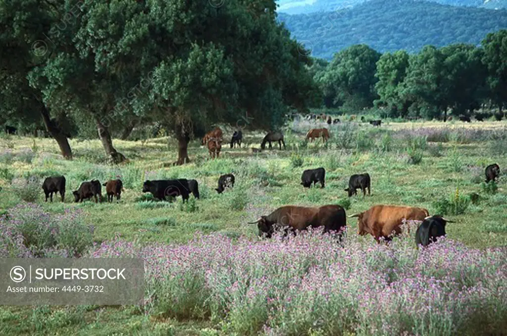 Bulls out at feed on Dehesa pasture, Cadiz province, Andalusia, Spain, Europe