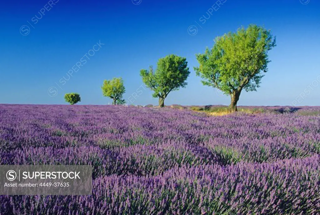 Almond trees in lavender field nder blue sky, Plateau de Valensole, Alpes de Haute Provence, Provence, France, Europe