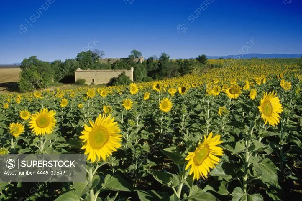 Field with sunflowers under blue sky, Plateau de Valensole, Alpes de Haute Provence, Provence, France, Europe