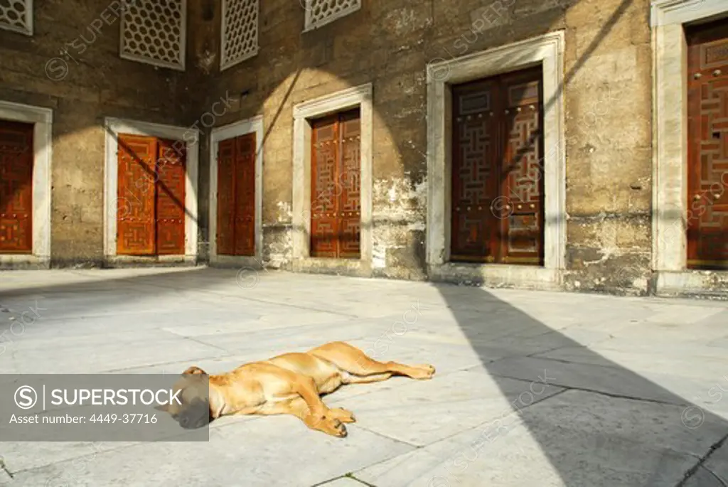 Sleeping dog in the Courtyard of the Sultan Ahmet Camii Mosque, Blue Mosque, Istanbul, Turkey, Europe