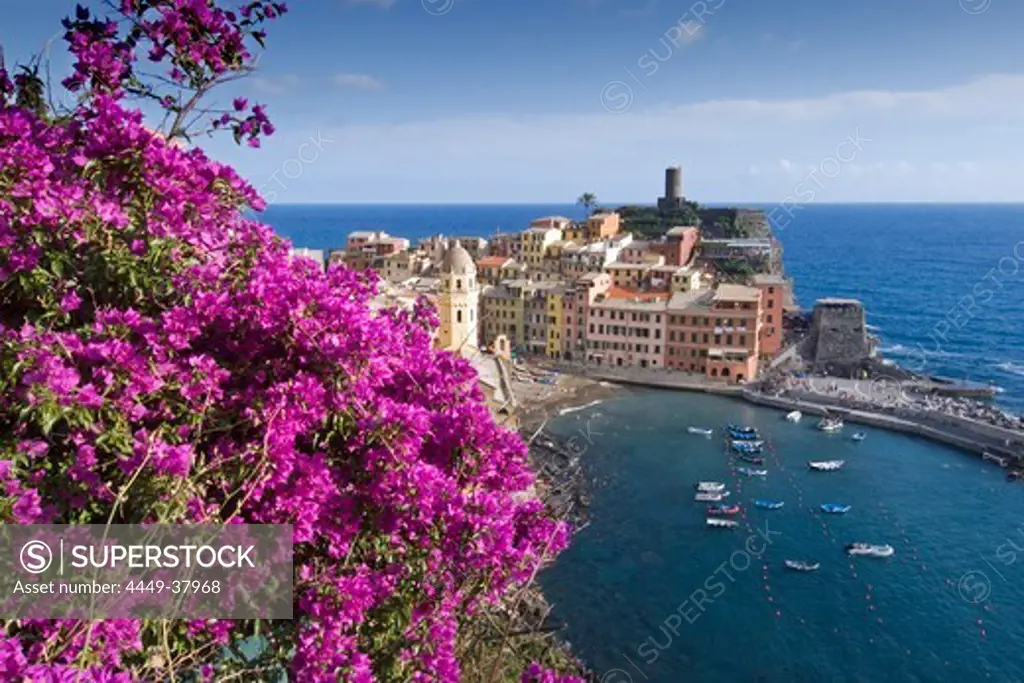 View to Vernazza, bougainvillea in the foreground, Vernazza, Cinque Terre, La Spezia, Liguria, Italian Riviera, Italy, Europe