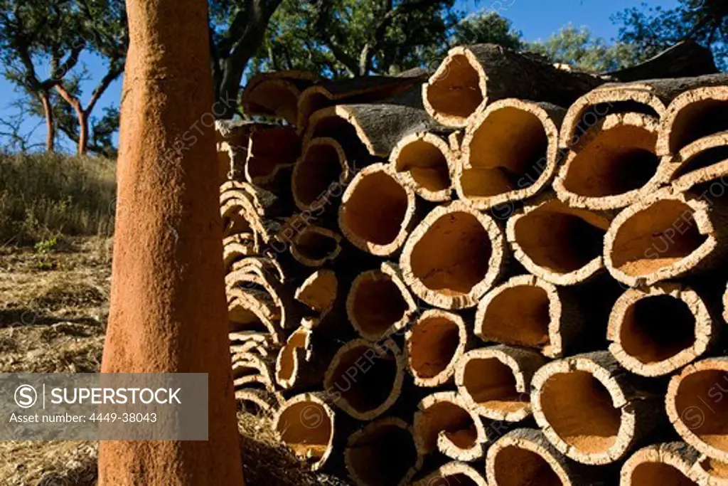 Cork oak tree with cork barks, Alcoutim, Algarve, Portugal