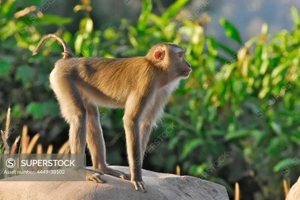 Monkey in Khao Yai National Park, Province Khorat, Thailand, Asia