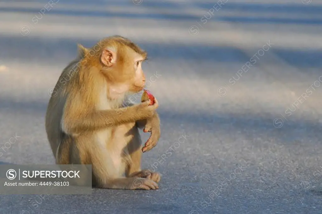 Monkey sitting on the road at Khao Yai National Park, Province Khorat, Thailand, Asia