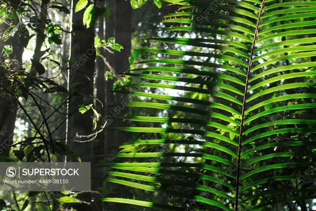 Rattan leaves in the jungle, Khao Yai National Park, Province Khorat, Thailand, Asia