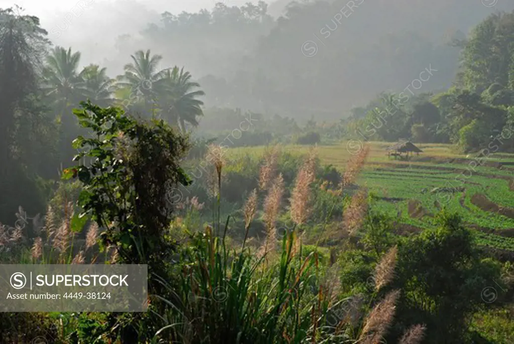 Fields in the morning light in the hills, Mae Sariang, Province Mae Hong Son, Thailand, Asia