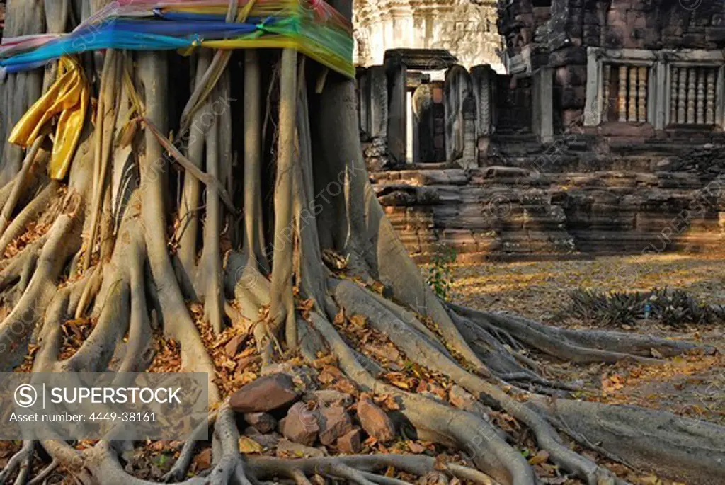 Roots of a Banyan tree at Prasat Hin Phimai, Khmer Temple, Province Khorat, Thailand, Asia