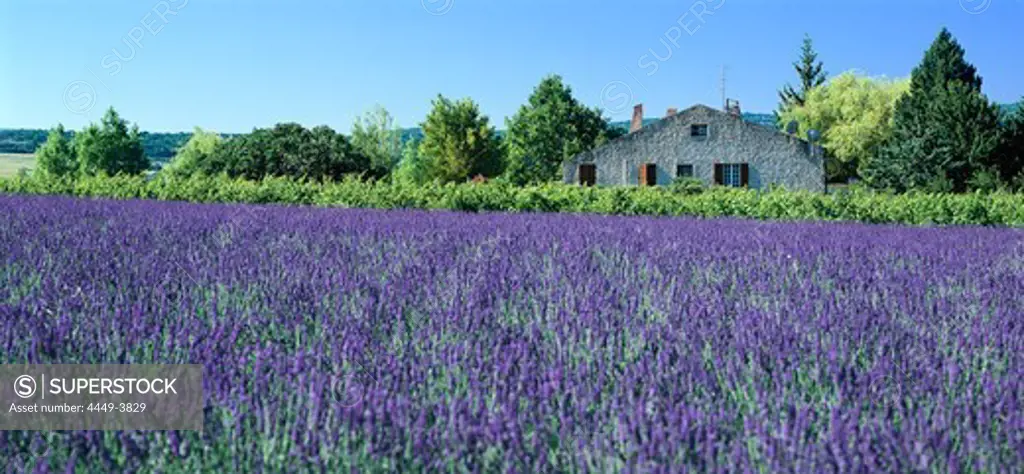 Lavender field and country house in the sunlight, Alpes de Haute Provence, Provence, France, Europe