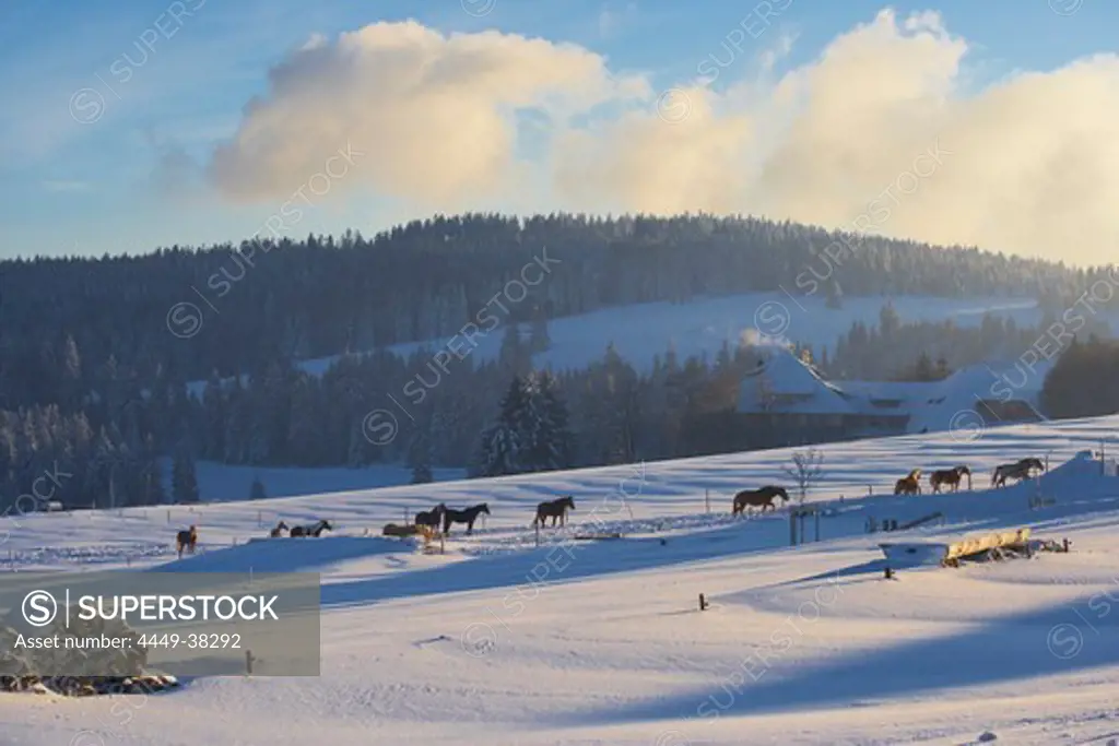 Winter's evening on the Schauinsland, Farmhouse, Horse, Halde, Black Forest, Baden-Wuerttemberg, Germany, Europe