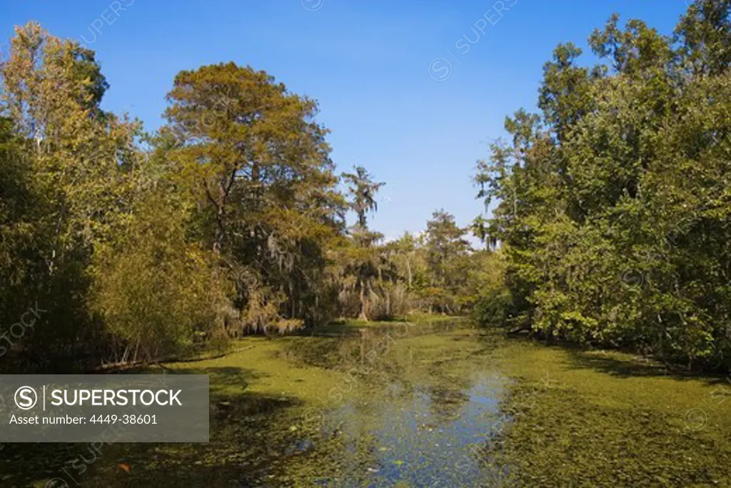 Bayou near Attakapas Landing on Lake Verret, near Pierre Part, Louisiana, USA