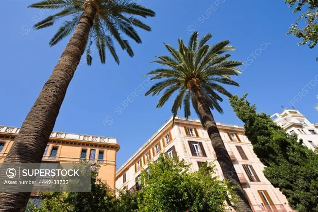 Palm trees at Jardins March under blue sky, Carrer dels Paraires, Palma, Mallorca, Spain, Europe