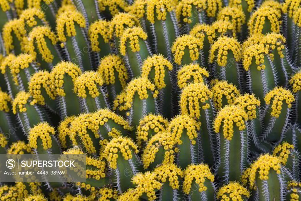 Wood spurge, lat. Euphorbia Polyacantha from Ethiopia in the botanical garden, Jardin de Cactus, artist and architect Cesar Manrique, Guatiza, Lanzarote, Canary Islands, Spain, Europe