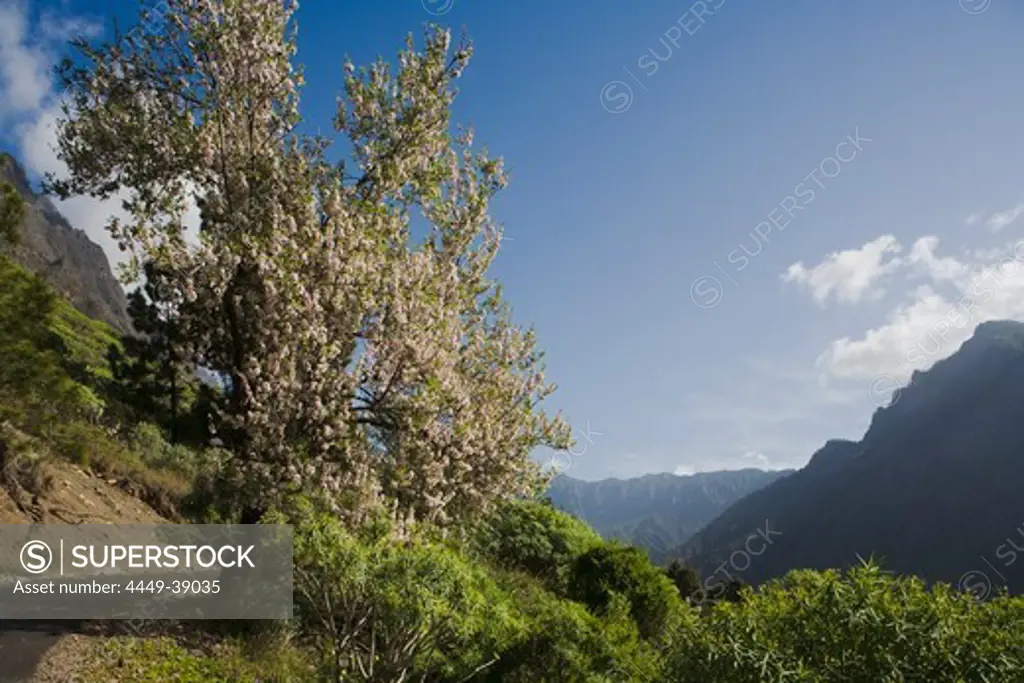 Almond tree with blossom near La Caldera, above the Barranco de las Angustias gorge, National Park, Parque Nacional Caldera de Taburiente, giant crater of an extinct volcanio, Caldera de Taburiente, natural preserve, UNESCO Biosphere Reserve, La Palma, Canary Islands, Spain, Europe