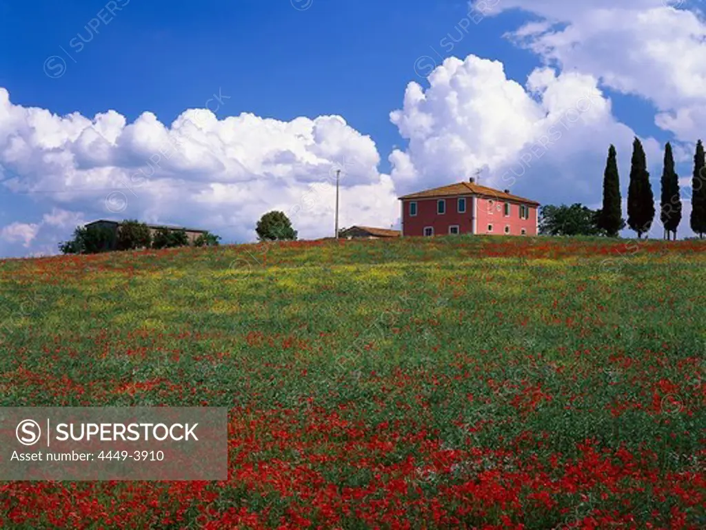 Country House ad poppy field, Val d´Orcia, Tuscany, Italy