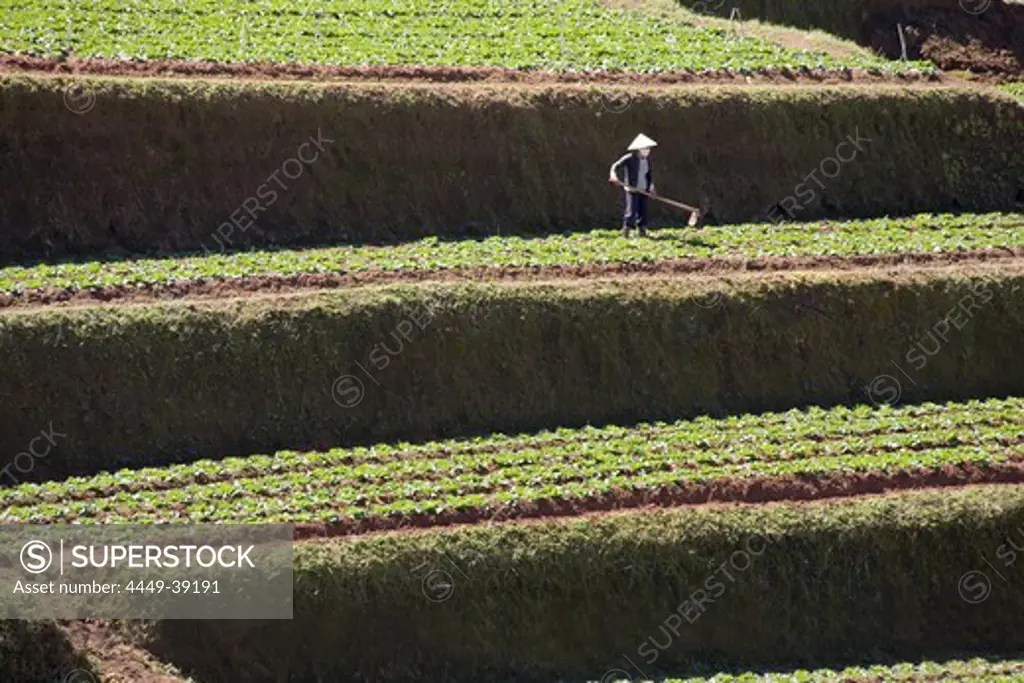 Farmer on terrace fields in the sunlight, Trai Mat, Lam Dong Province, Vietnam, Asia