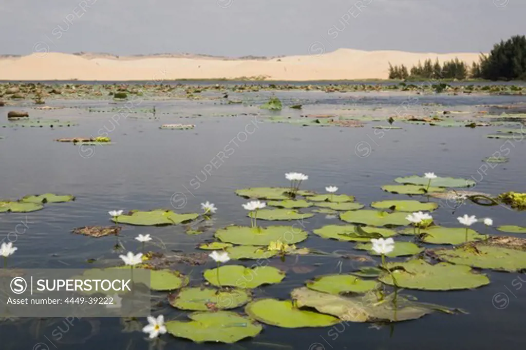 Lake with water lilies in front of sand dunes, Mui Ne, Binh Thuan Province, Vietnam, Asia