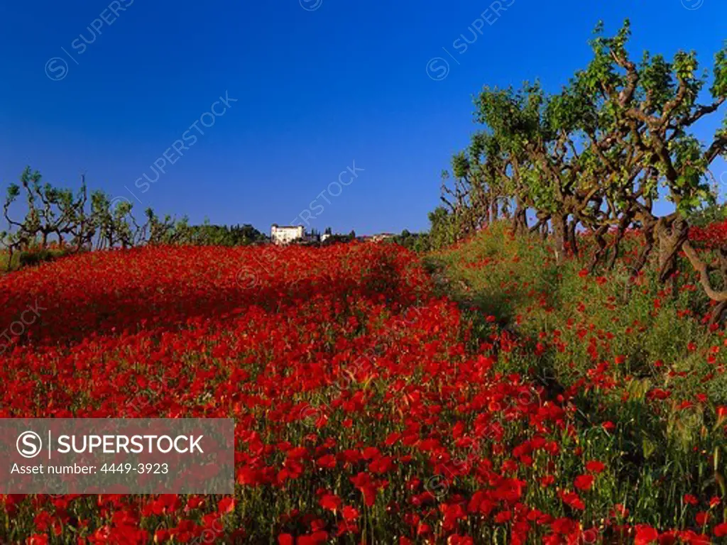 Poppy field and vine, Chianti Tuscany, Italy