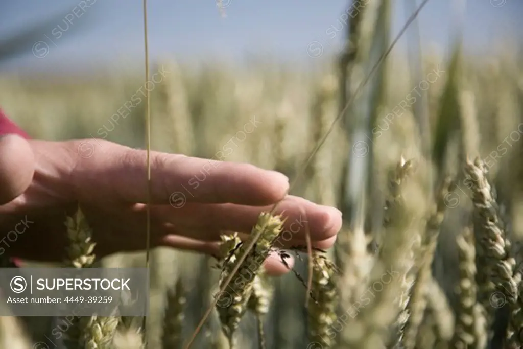 Man's hand touching wheat ears, Allgaeu, Bavaria, Germany
