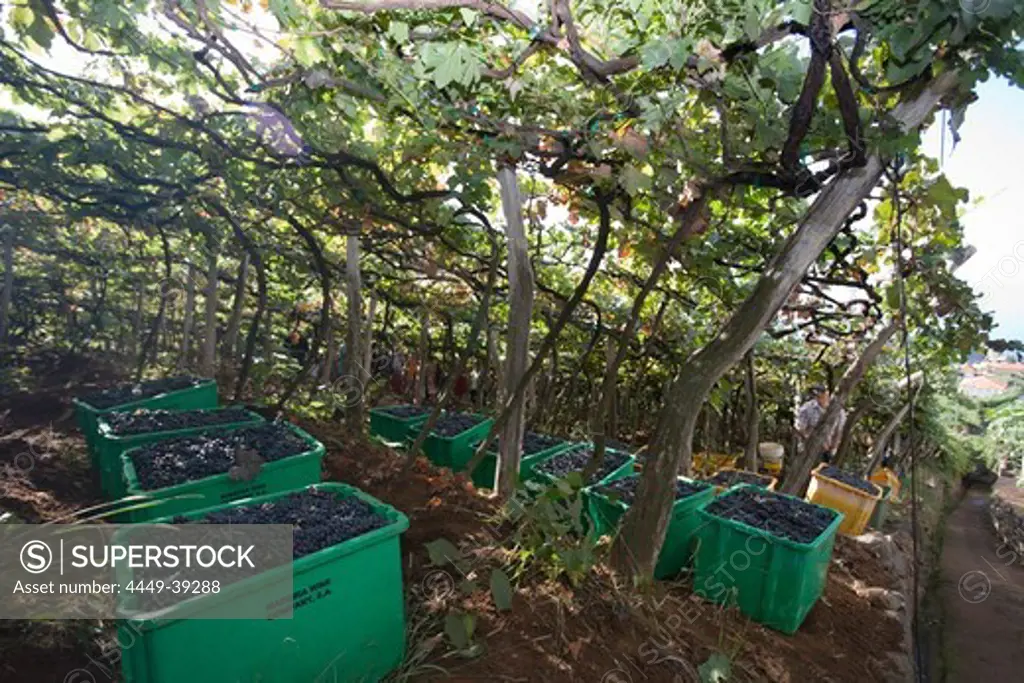 Grape harvest in the vineyard of the Madeira Wine Company, Estreito de Camara de Lobos, Madeira, Portugal