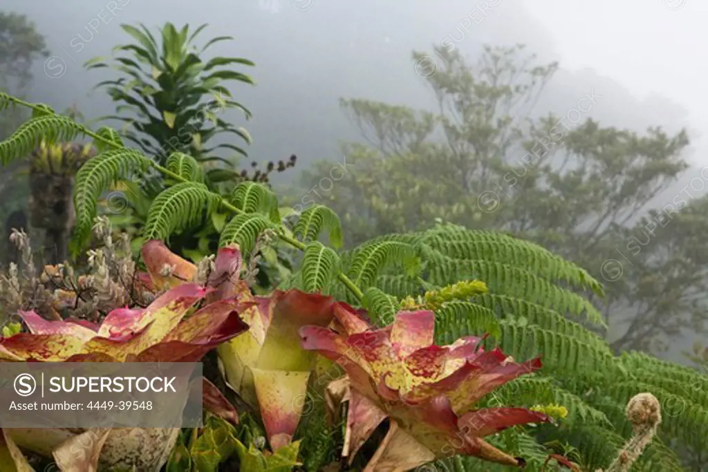 Close-up of bromelias at a mountainside in the fog, Banaue, Luzon, Philippines, Asia
