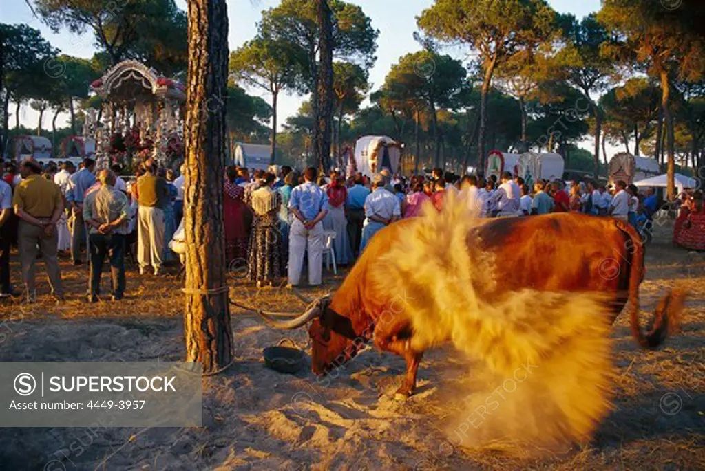 Agitated ox in front of devotional pilgrims in the morning sun, Andalusia, Spain