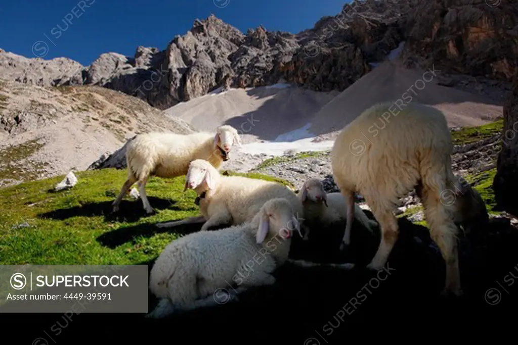 Sheep on pasture, Upper Rein Valley, near Garmisch, Bavaria, Germany