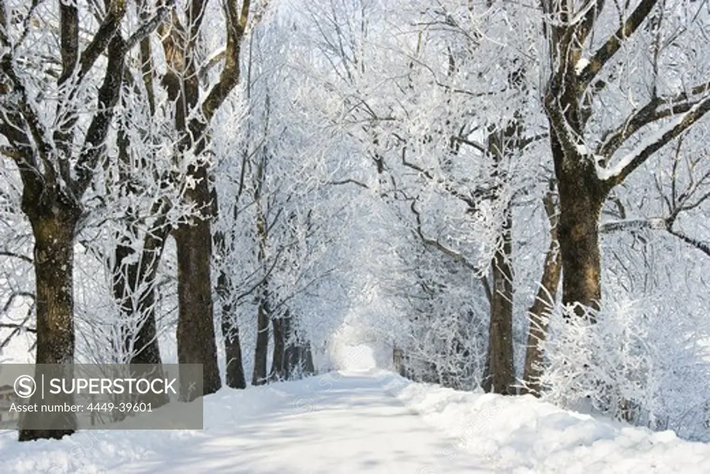 Alley in snow, winterscenery near Benediktbeuern, Upper Bavaria, Germany