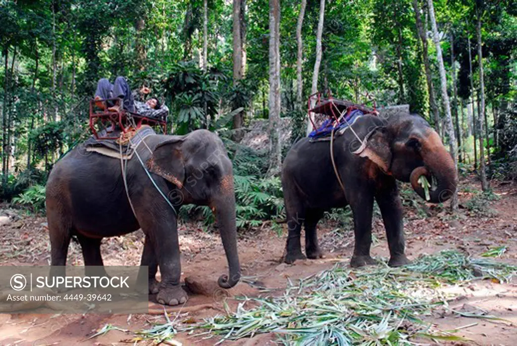 Elephant camp Ban Kwan Chang, elephant trekking in the tropical forest on Koh Chang Island, National Park Mu Ko Chang, Trat, Gulf of Thailand, Thailand, Asia