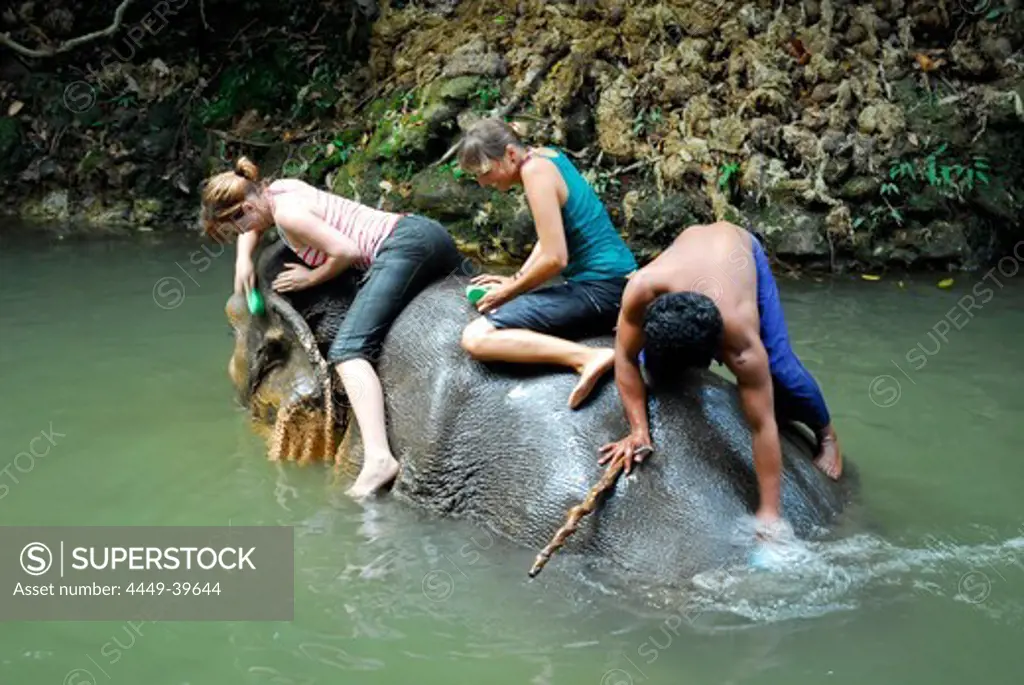 Elephant camp Ban Kwan Chang, trekking and washing an elephant in the tropical forest of Koh Chang Island, National Park Mu Ko Chang, Trat, Gulf of Thailand, Thailand, Asia