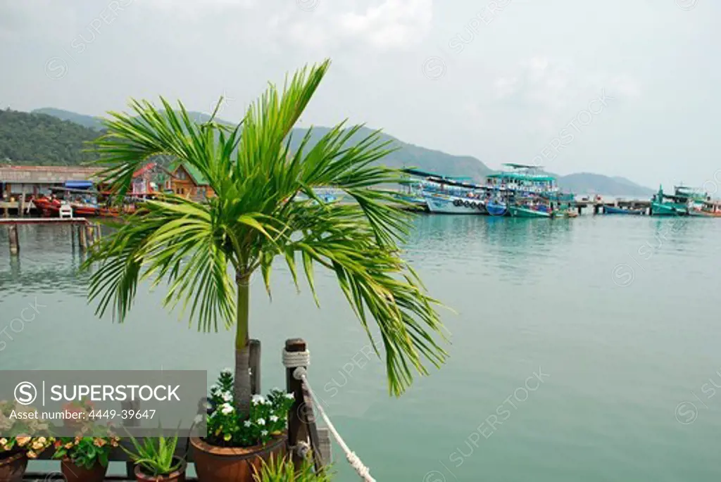 Palm tree on the pier in the Bang Bao bay, Koh Chang Island, National Park Mu Ko Chang, Trat, Gulf of Thailand, Thailand, Asia