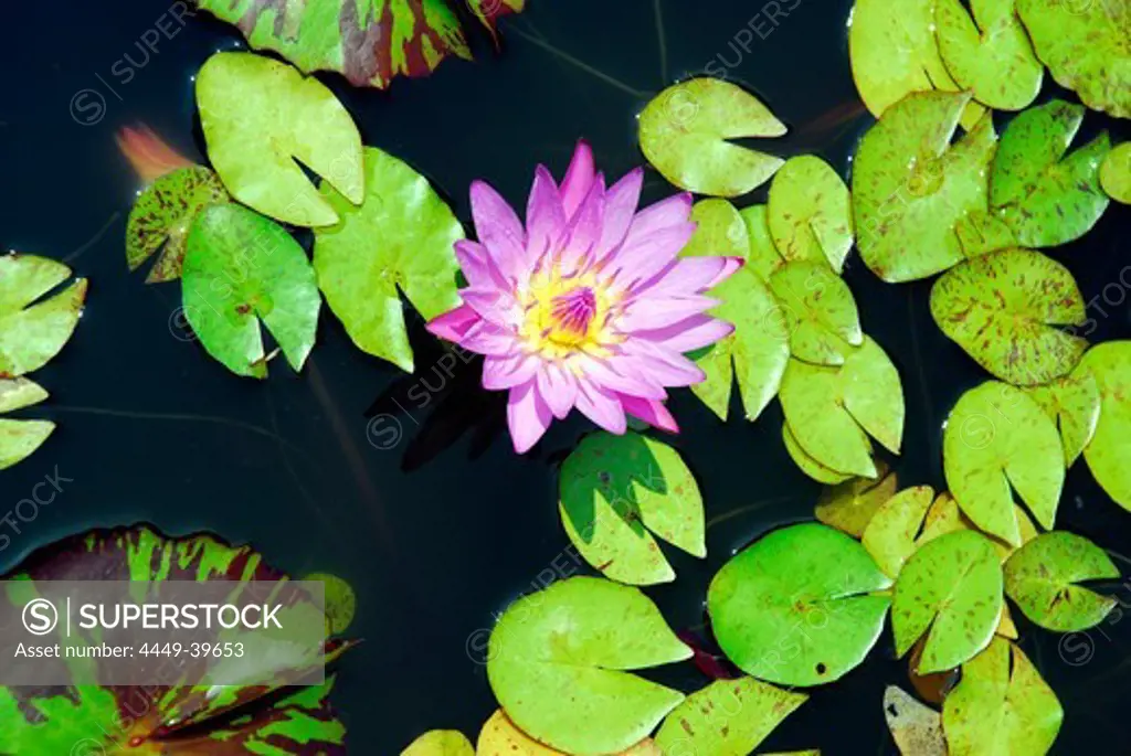 Water lily, Nymphaea, in a garden near Ban Klong Son, Koh Chang Island, National Park Mu Ko Chang, Trat, Gulf of Thailand, Thailand, Asia