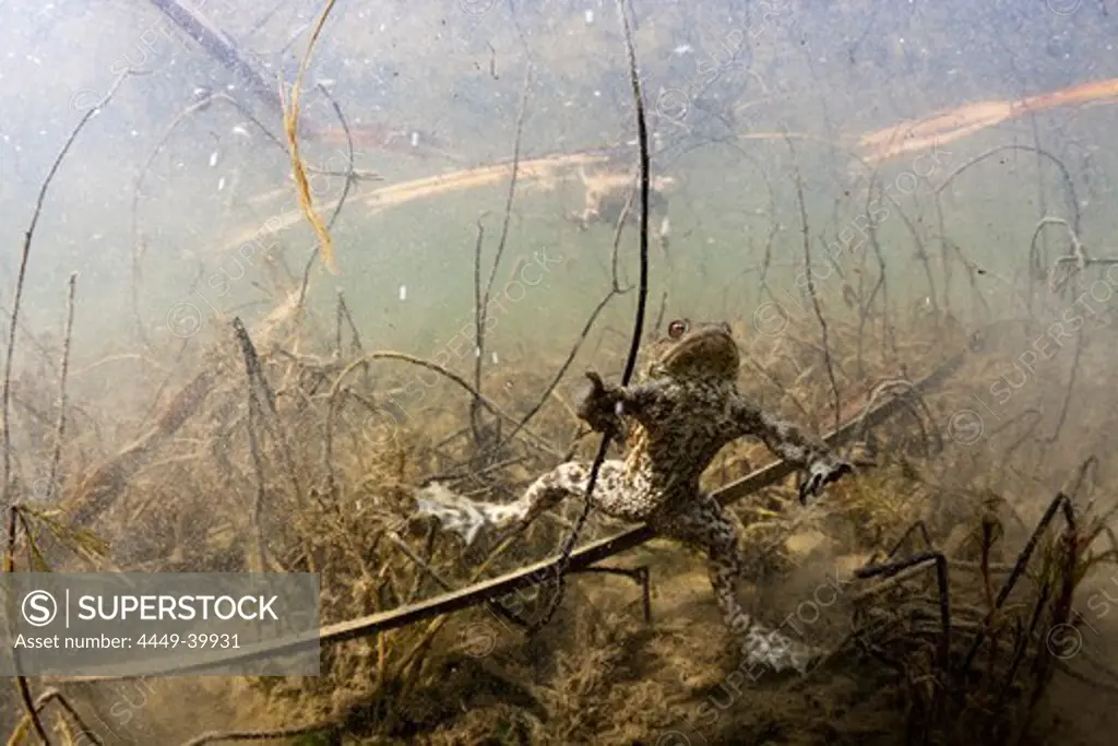 Toad in Biotope, Bufo bufo, Germany, Munich, Bavaria