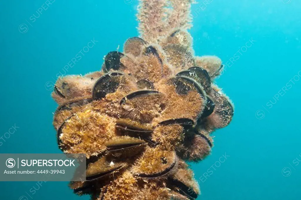 Blue Mussels, Mytilus edulis, Croatia, Istria, Adriatic Sea, Mediterranean Sea