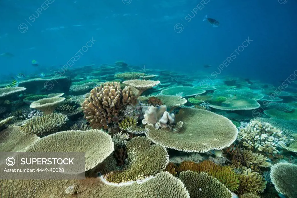 Table Corals on Reef Top, Acropora sp., Maldives, Ellaidhoo House Reef, North Ari Atoll