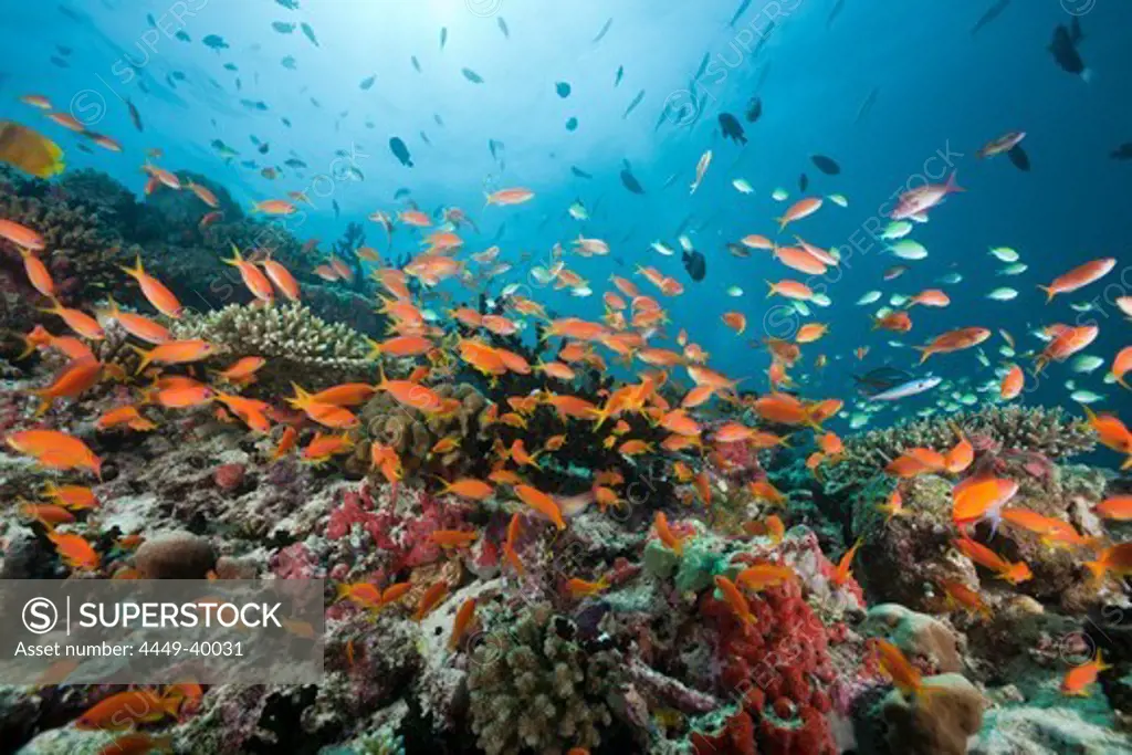 Coral Reef with Lyretail Anthias, Pseudanthias squamipinnis, Maldives, North Ari Atoll